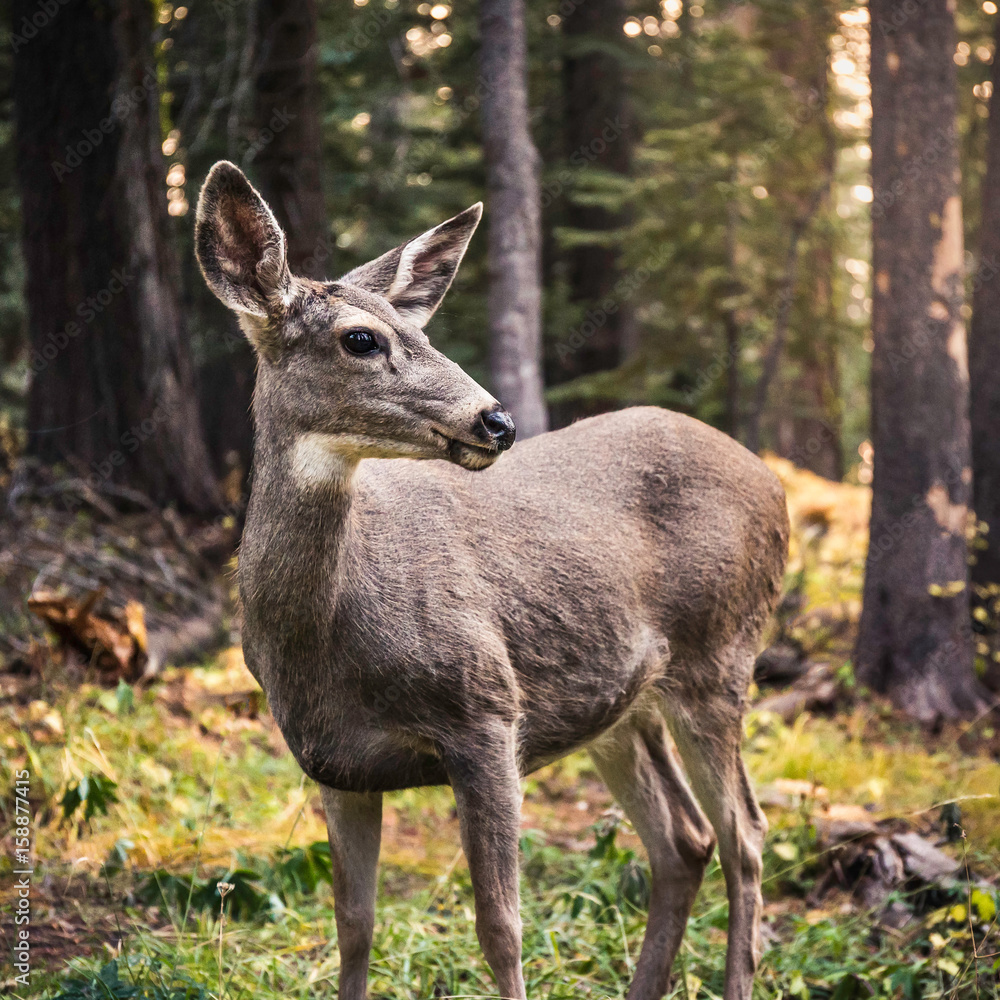 Deer looking over it's shoulder in forest, Yosemite National Park